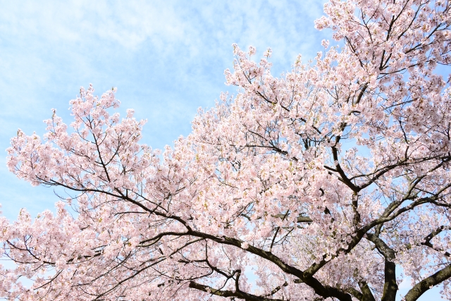 小金井桜まつりの日程と屋台は ライトアップと駐車場情報